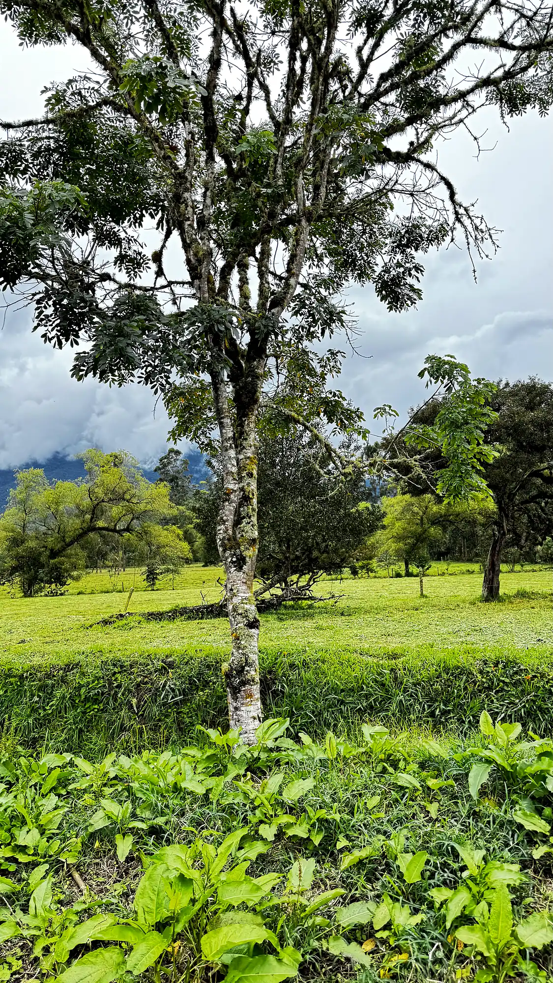 A single tree standing in high Andean pasture on the road to the valley, Colombia