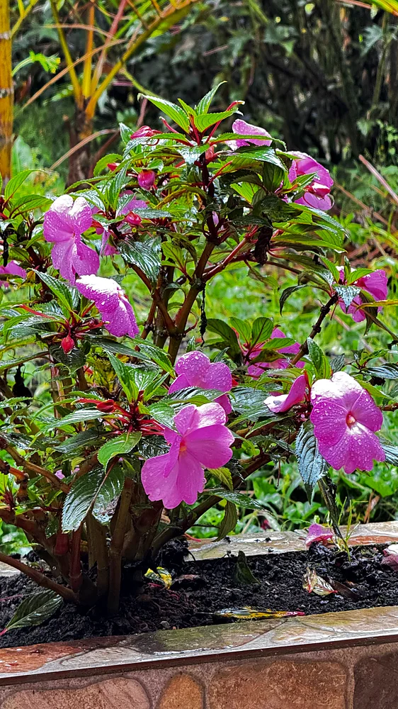 Rain on flowering plants in the garden at Shanayoy, Sibundoy Valley, Colombia