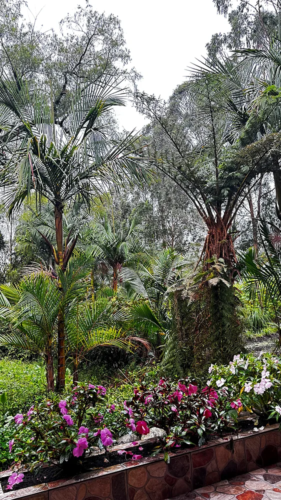 Medicinal garden of palms, herbs and flowering beds at the healing centre, Sibundoy Valley, Colombia