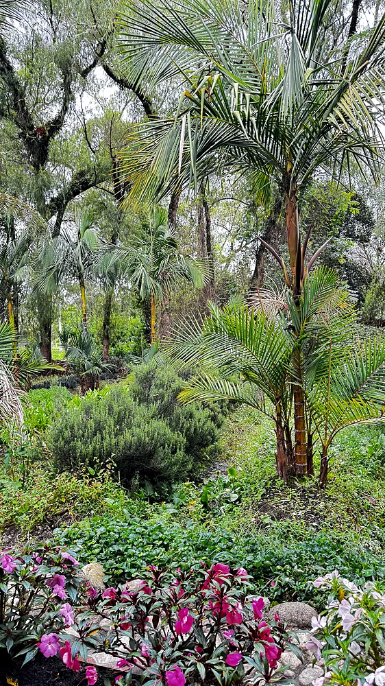 Dense palms and cultivated planting in the garden at Shanayoy, Kamentsá territory, Colombia